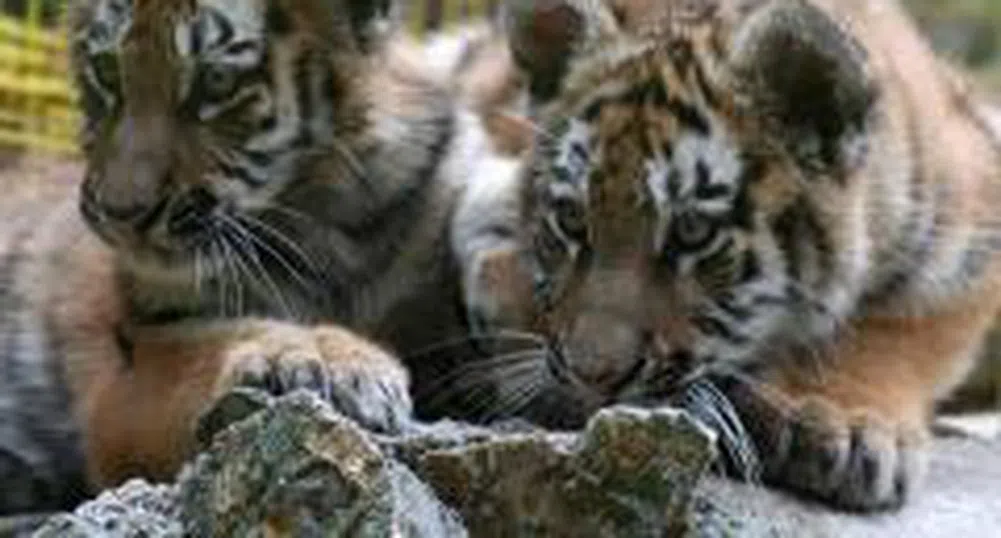 2.9 млн. лева за издръжка на столичния зоопарк