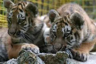 2.9 млн. лева за издръжка на столичния зоопарк