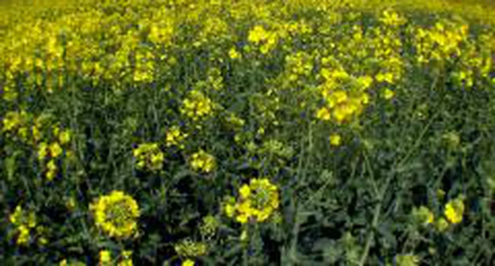 Експерти предлагат спешни мерки по законодателството за продажбата на биогорива у нас