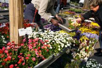 Цветарите очакват загуби за 8 март