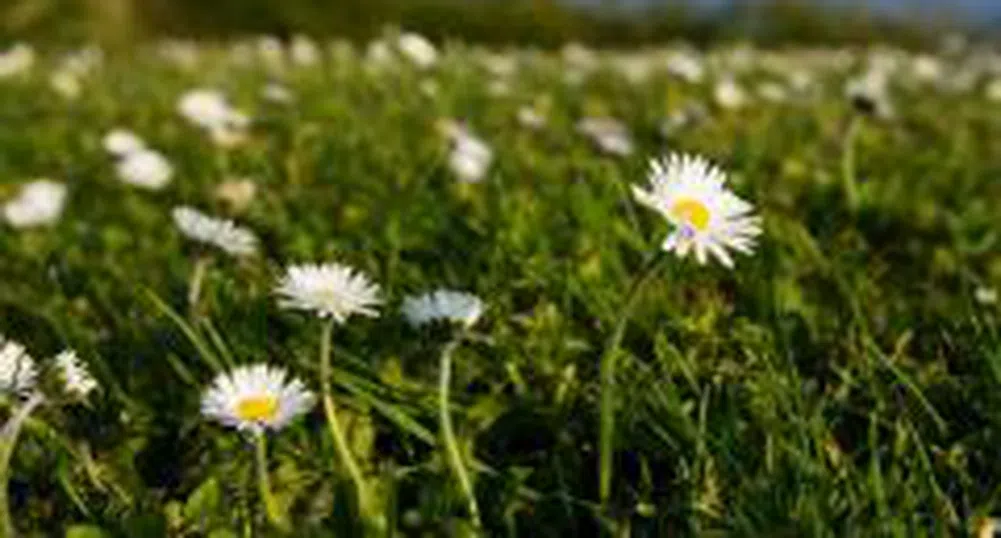 Столична община отдава под наем част от Южния парк