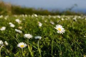 Столична община отдава под наем част от Южния парк