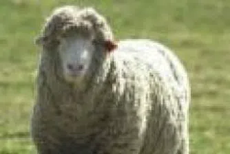 Специално обучени овце чистят лозята в Калифорния от плевели