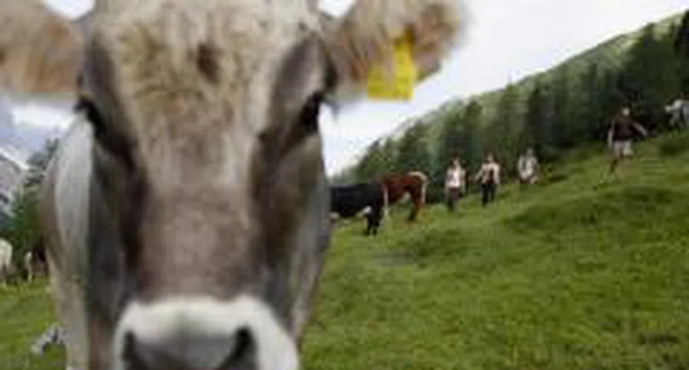 Забраняват селскостопански животни във варненските села?