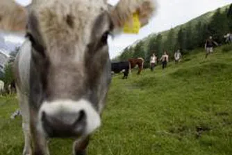 Забраняват селскостопански животни във варненските села?