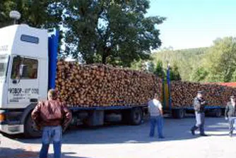 Около 14 млн. куб м дървесина се добиват годишно у нас