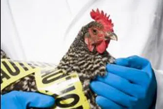 Откриват Регионална лаборатория за диагностика на птичи грип и Нюкясълска болест