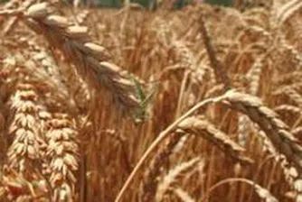 Високите цени на земеделските продукти се запазват в близките 10 години