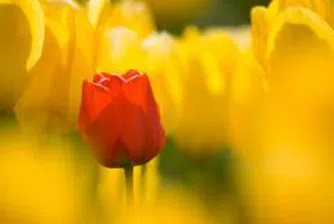 Холандци предложили на ЕК да ни санкционира