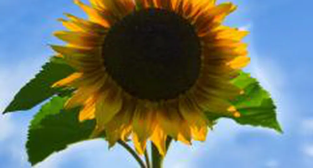 Дефицит на маслодаен слънчоглед на пловдивската стокова борса