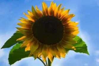 Дефицит на маслодаен слънчоглед на пловдивската стокова борса