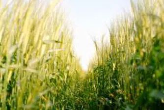 Европейските фермери ще засеят повече площи със зърнени култури тази година