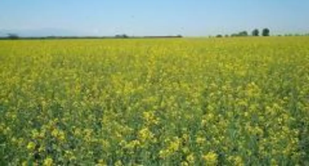 Winslow Group to Invest 9 mln euro in Agriculture