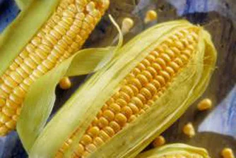 Намалена е цената на царевицата на Пловдивската стокова борса