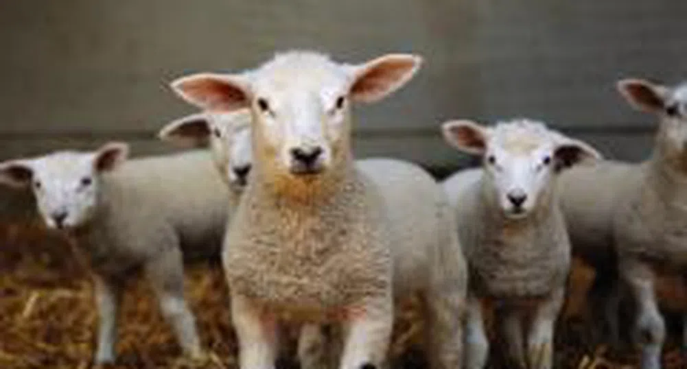 Два тона наши агнета иззети от ветеринарните власти в Гърция