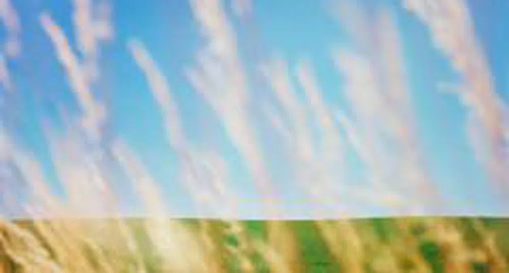 Над 450 килограма от декар са добивите от ечемик в Козлодуй и Хайредин