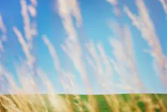 Над 450 килограма от декар са добивите от ечемик в Козлодуй и Хайредин