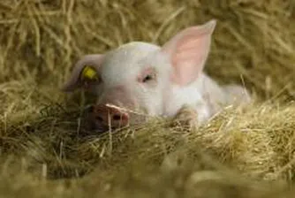 Оттеглянето на млади фермери – предизвикателство за селскостопанската политика на ЕС