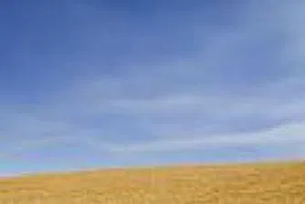 Goldman Sachs: Пшеницата може да загуби 30% от стойността си следващата година