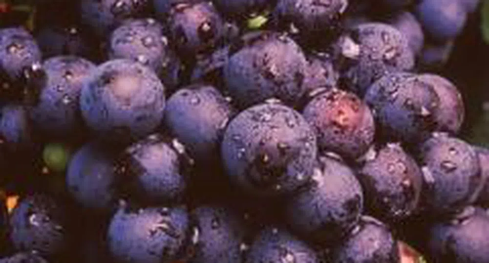 Отглеждаме винени лозя на площ от 135 760 хектара