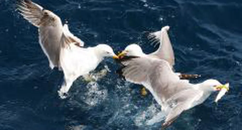 ЕК започва наказателна процедура срещу България