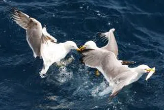 ЕК започва наказателна процедура срещу България