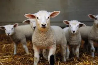 Гръцки фермери протестират срещу безконтролния внос на агнета от България и Македония