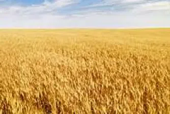 Harvested Wheat is with Good Bread Quality, Say Experts of Agriculture and Food Ministry
