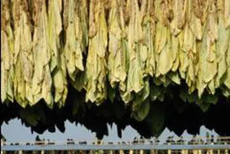 Започва изкупуване на тютюна от реколта 2007 в Кърджалийско