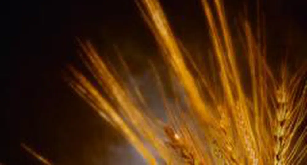 Пшеницата поскъпва до нова рекордна стойност