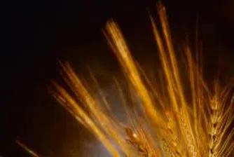 Пшеницата поскъпва до нова рекордна стойност