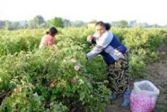 Казанлък ще изкушава Брюксел с парфюми и гюловица