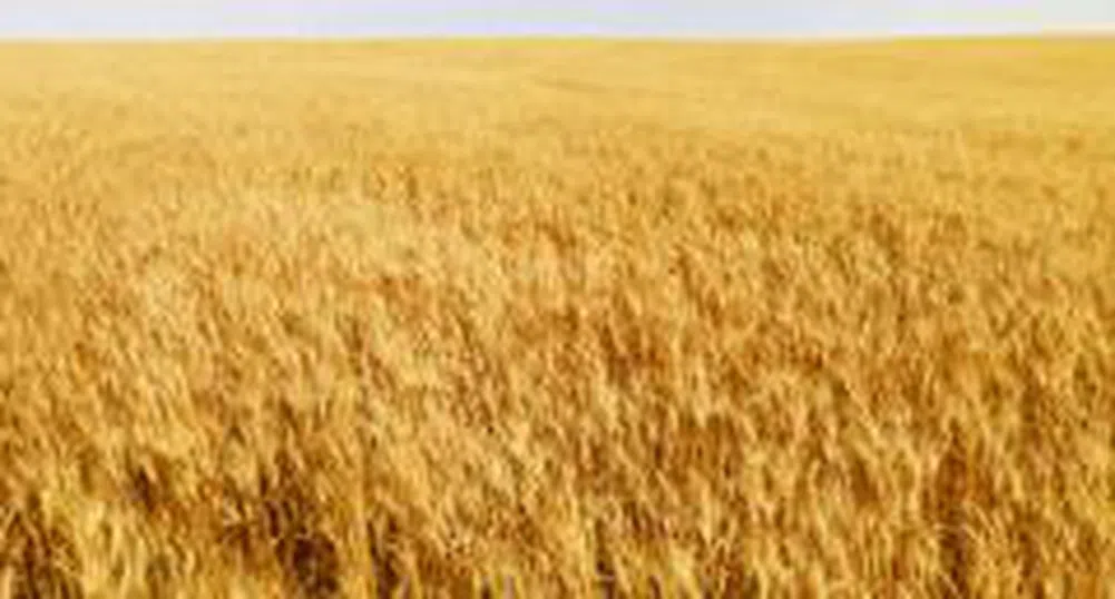 ЕС очаква с 16% по-голяма реколта на зърнени храни