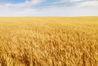 ЕС очаква с 16% по-голяма реколта на зърнени храни