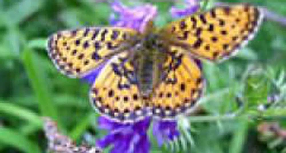 AMC Customers Exceed 1 Million