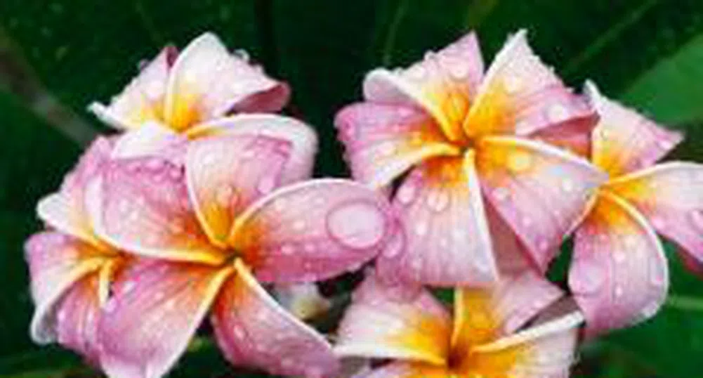 Търговци на цветя от седем страни се събират на форум във Видин