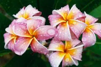 Търговци на цветя от седем страни се събират на форум във Видин