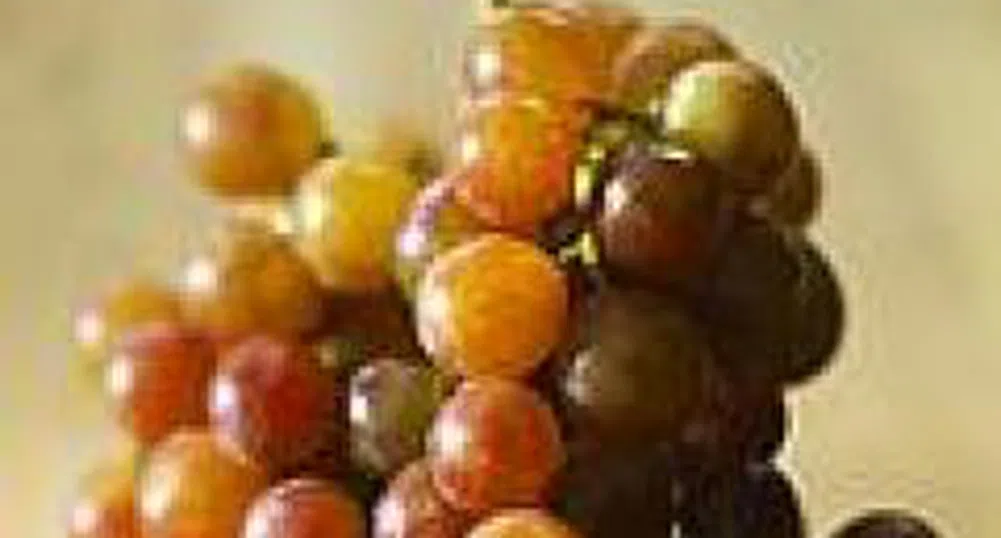 Лозарството е сред основните отрасли на страните от ЕС