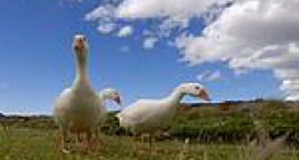 Птицевъди от Добричка област излизат на протест