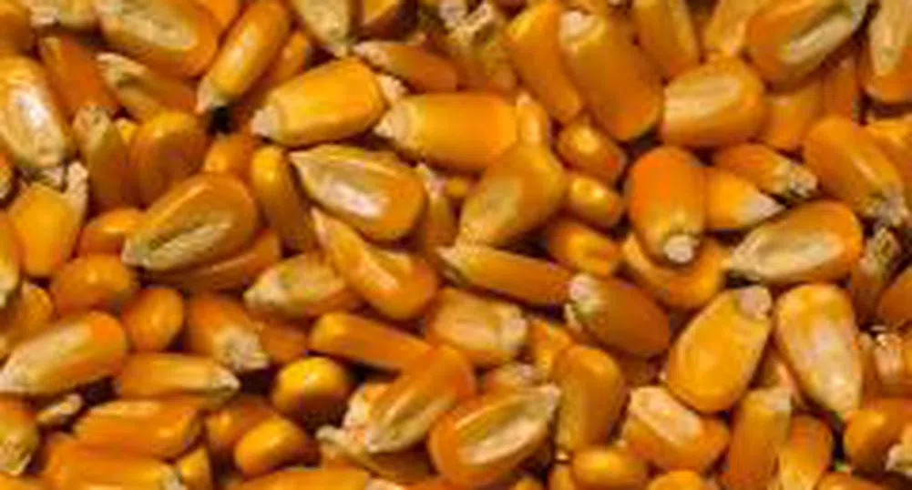 Bulgaria has a good grain crop