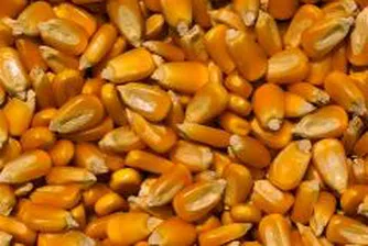 Bulgaria has a good grain crop