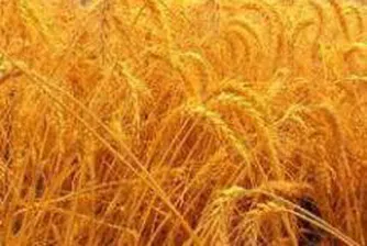 Няма сближаване на цените при "купува"/"продава" за пшеницата в Русенската стокова борса