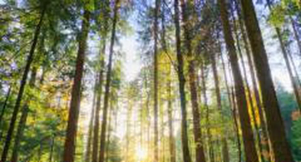 В парламента обсъждат проблемите на дърводобива