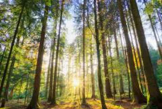 В парламента обсъждат проблемите на дърводобива