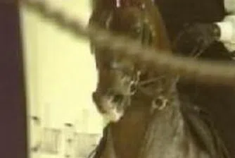 Продадоха арабски кон за 2.8 млн. долара