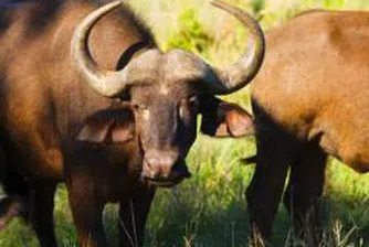 Инвестират ? 500 млн. във ферми за биволи у нас