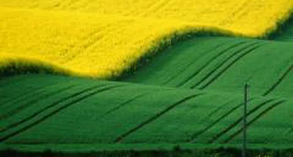 Биогоривата - доколко добра е "зелената" алтернатива?