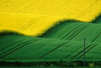 Биогоривата - доколко добра е "зелената" алтернатива?