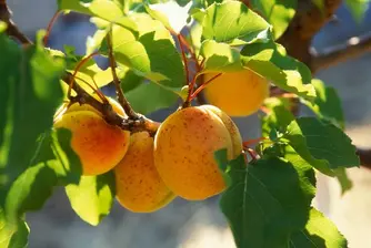 Със среден добив 423 кг/дка започна прибирането на кайсиите