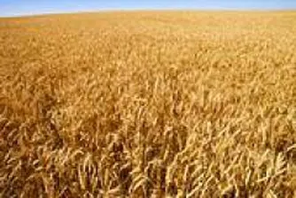 МЗХ представи годишния си доклад по Програмата за развитие на селските райони